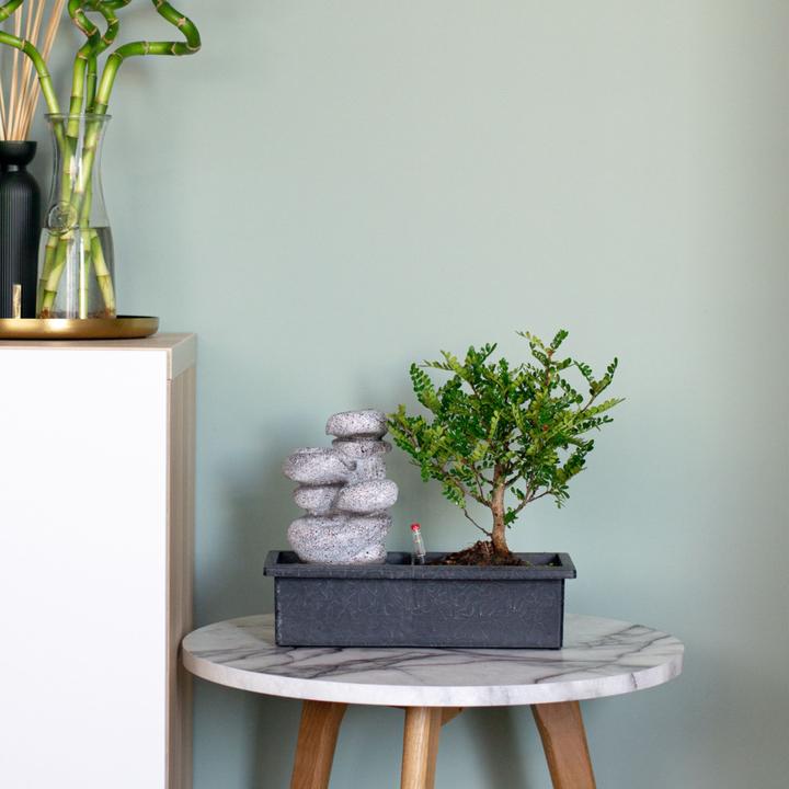 Actual product image Plant in a Box Bonsai Ligustrum, Carmona, Ficus Retusa, Syzygium, Sageretia - Bonsai Water System Stones (25 cm)
