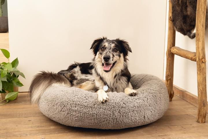 Actual product image Beeztees Jaxx (Dog)