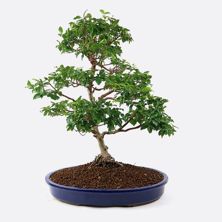 Actual product image Bonsai.ch Syzygium cherry myrtle (65 cm)