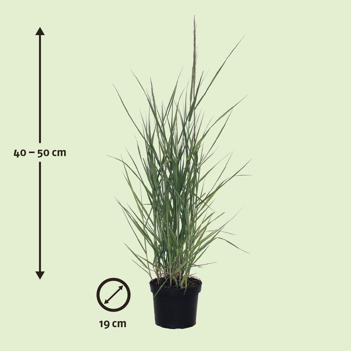 Produktbild Zulauf Rutenhirse / Panicum virgatum 'Prairie Sky' (30 cm)