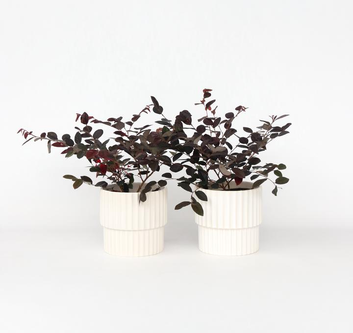 Produktbild Plant in a Box Loropetalum 'Fire Dance' - Riemenblüte (30 cm)