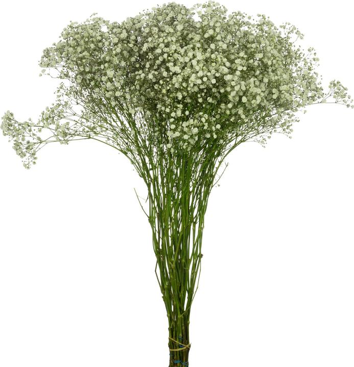 Immagine prodotto Flowerbox Grappolo di alito di bambino - Gypsophila paniculata Xlence (Fiori recisi)