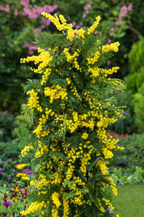 Actual product image Plant in a Box Acacia dealbata Mimosa - Mimosa plants set of 3 (40 cm)