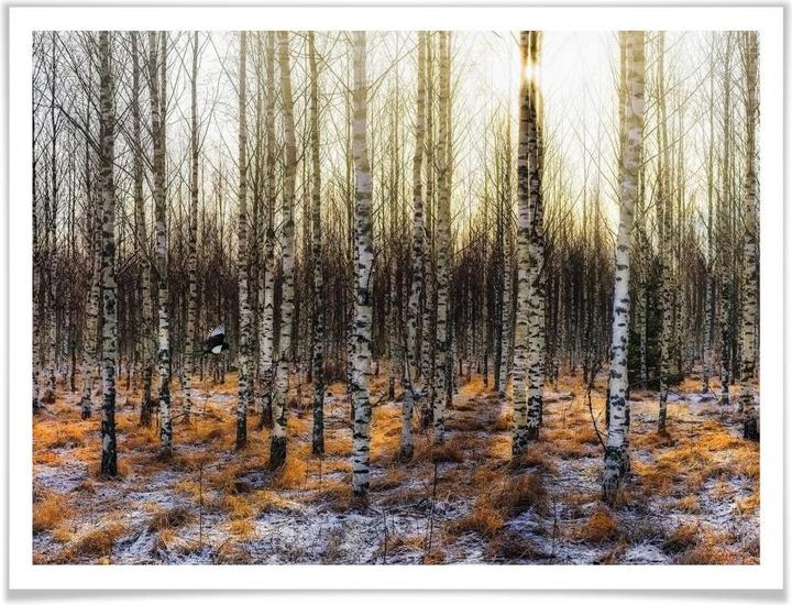 Produktbild Trenddeko Sonnenschein im Birkenwald (30 x 24 cm)