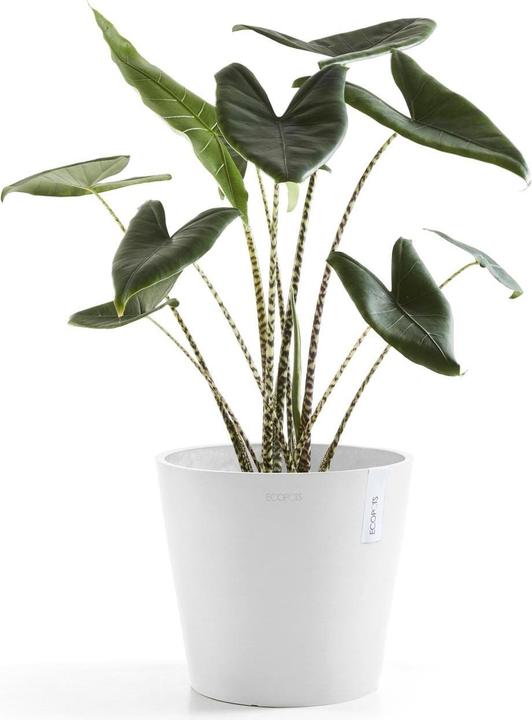 Actual product image Ecopots Amsterdam (26.30 cm)