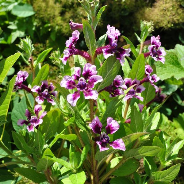 Actual product image Säntispracht The heat-tolerant quiver flower in a decorative basket- Cuphea Ilavea Sriracha Lavender Bicolor (40 cm)