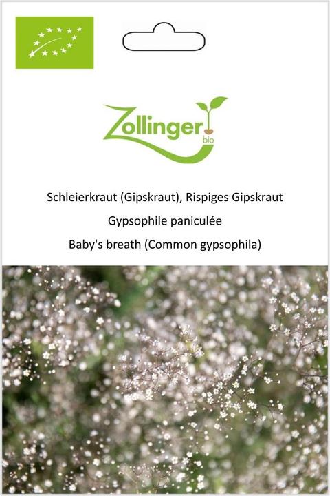 Actual product image Zollinger Bio Gypsophila (Gypsophila), Rispige Gypsophila (Seedlings)