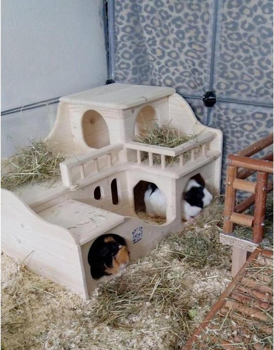 Image du produit Château de la maison du cochon d'Inde
