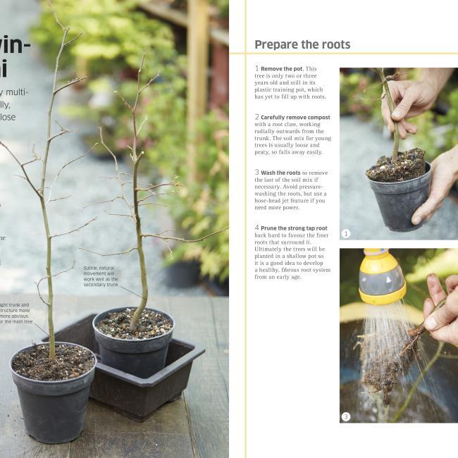 Image du produit bonsai (Anglais, DK, 2014)