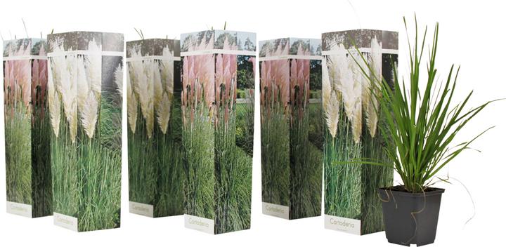 Actual product image Plant in a Box Cortaderia selloana - Set of 6 pampas grasses (25 cm)