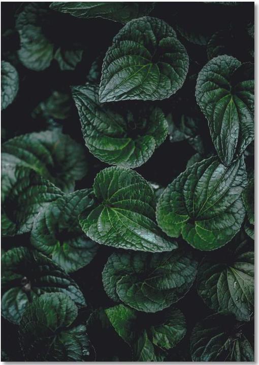 Image du produit Juniqe Dark Leaves 8 - Feuilles & Plantes (A5, Blanc)