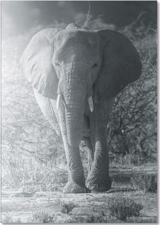 Actual product image Juniqe Elephant Walk - Elephants (A5, Plain)