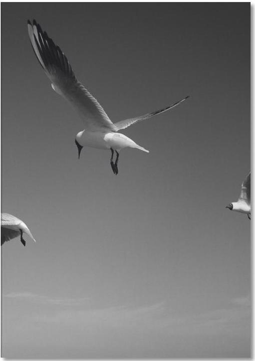 Image du produit Juniqe Seagulls V - Mouettes (A5, Pointillés)