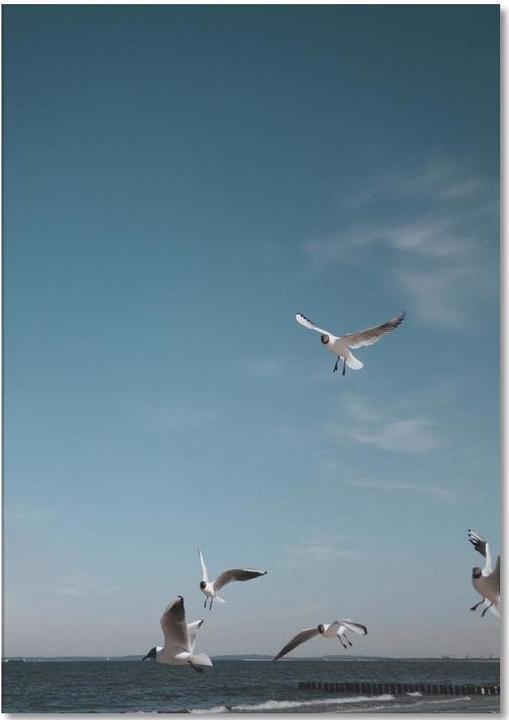 Produktbild Juniqe Seagulls IV - Möwen (A5, Gepunktet)
