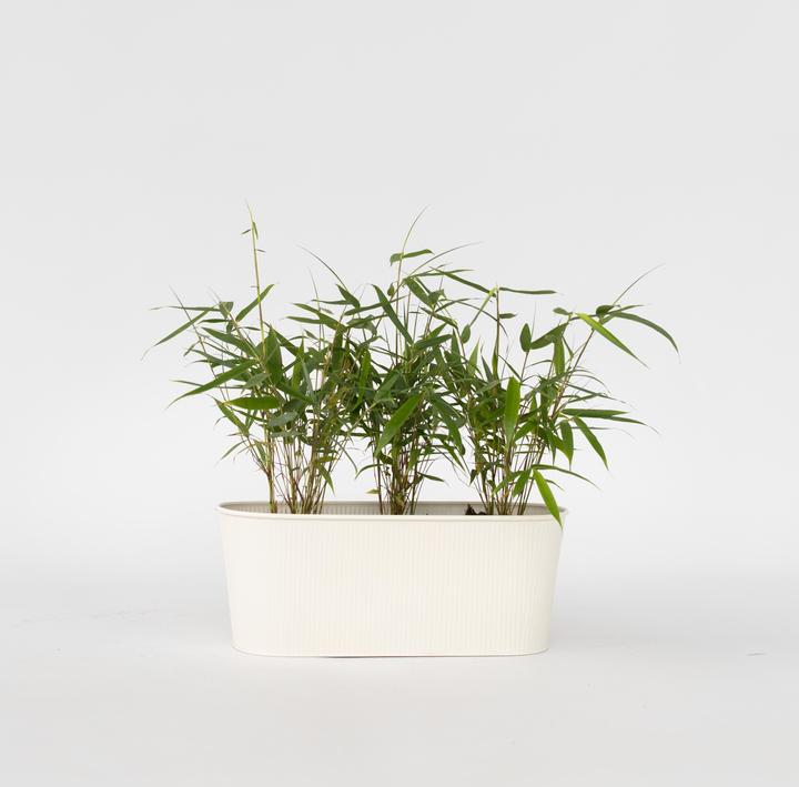 Produktbild Plant in a Box Fargesia scabrida Asian Wonder - 3er Set Asiatische Wunderbambus (25 cm)