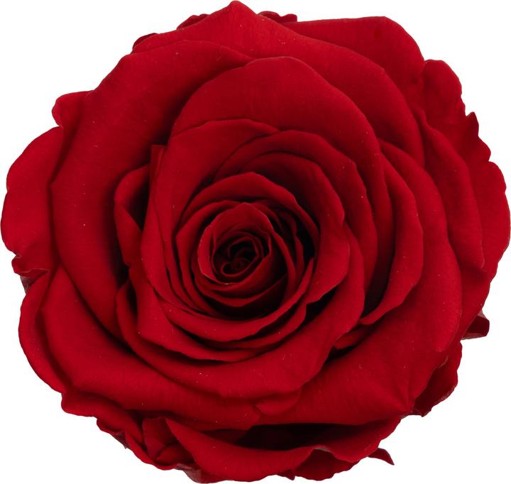 Actual product image Migros Ostschweiz Premium rose (stabilised rose) in gift box (Infinity Flowers)