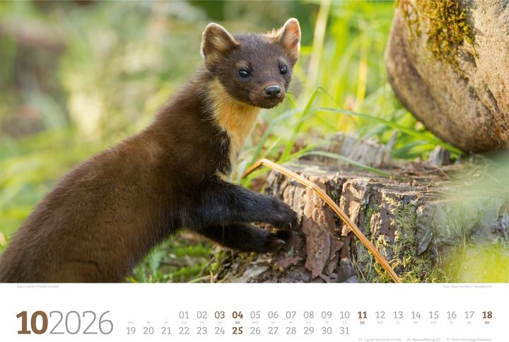 Image du produit Tierwelt Wald Kalender 2026 (45 x 33 cm, Couverture rigide, Allemand)