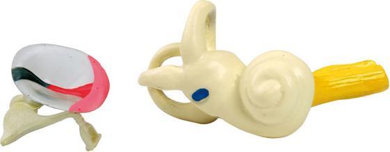 Image du produit Betzold Modèle d'oreille