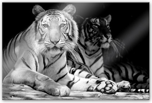 Actual product image Trenddeko Two Royal Tigers (200 x 130 cm)