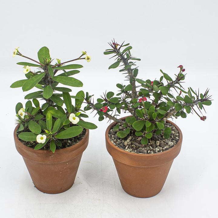Image du produit Kakteen Gautschi Euphorbia milii Set (25 cm)