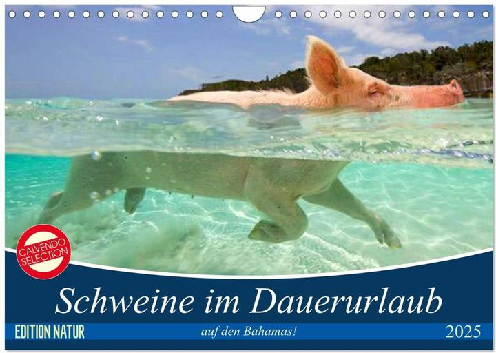 Image du produit Schweine im Dauerurlaub auf den Bahamas! (Wandkalender 2025 DIN A4 quer), Monatskalender (A4, Allemand)