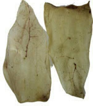Image du produit Kyli Oreilles de boeuf (Adulte, 50 pcs, 1260 g)