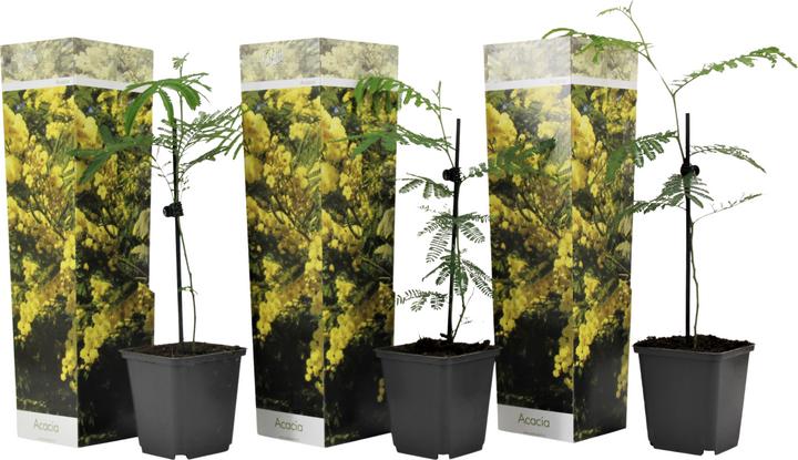 Actual product image Plant in a Box Acacia dealbata Mimosa - Mimosa plants set of 3 (40 cm)