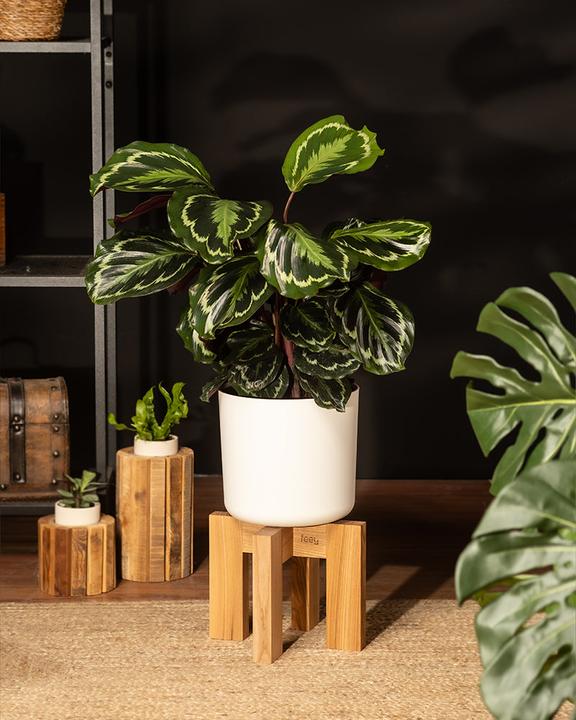 Image du produit feey Grand Calathea Roseopicta (65 cm, Fraîchement rempotés, Respectueux des animaux)