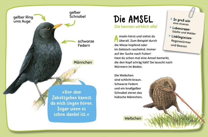 Immagine prodotto Kosmos Mein erster Naturführer, Was fliegt denn da? (Tedesco, Lea Hille, 2023)