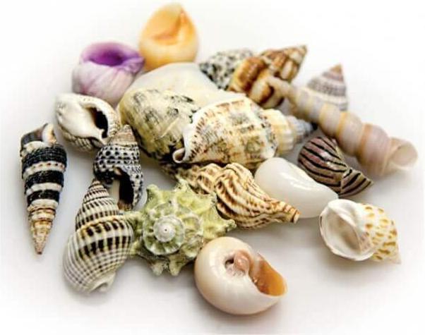 Actual product image Hobby Aquarium Decoration Snail Shells Sea Shells Set M 10 pieces (other items)