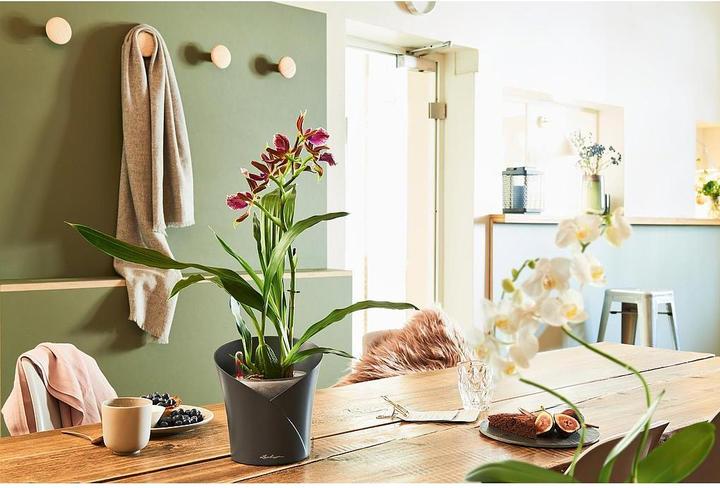 Image du produit Lechuza Orchidea (17.90 cm)