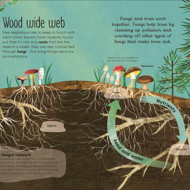 Produktbild RHS The Magic and Mystery of Trees (Englisch, Jen Green, Claire McElfatrick, 2019)