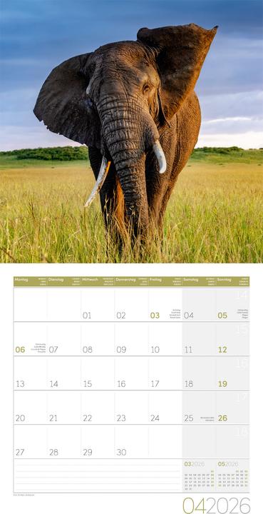 Immagine prodotto Elefanten Kalender 2026 - 30x30 (30 x 30 cm, Copertina rigida, Tedesco, Francese, Italiano, Inglese)