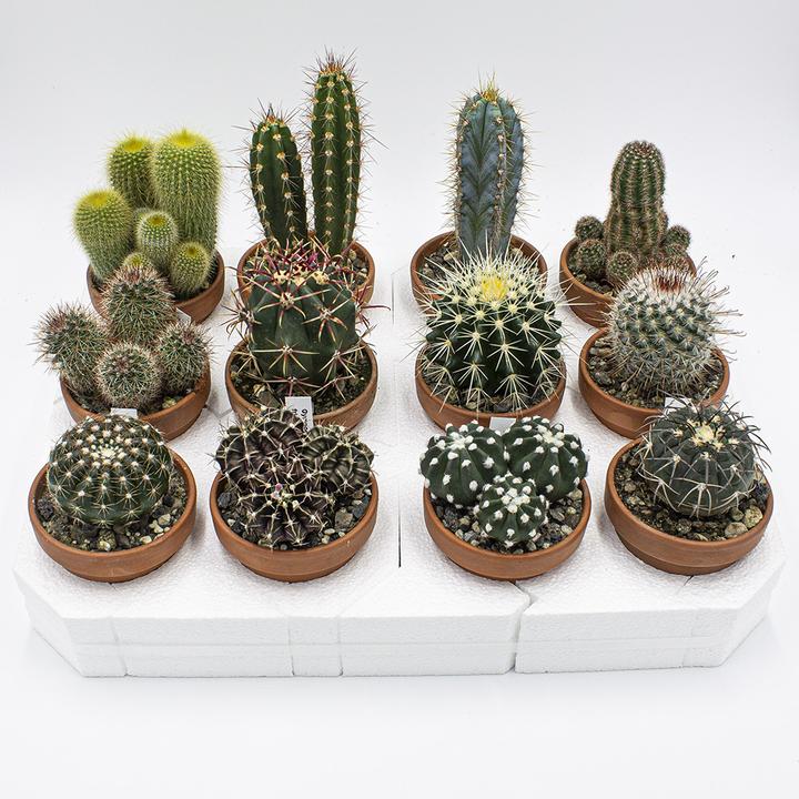 Image du produit Kakteen Gautschi Set de cactus 8cm (10 cm)