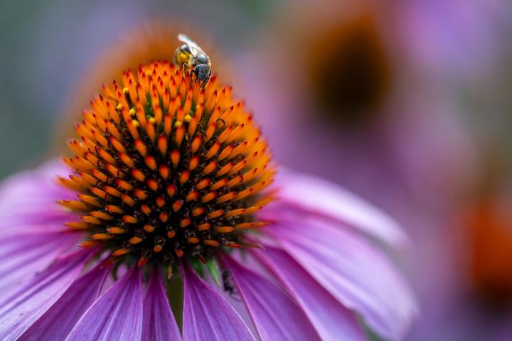 Immagine prodotto Tamron 90 mm f/2,8 Di III VC VXD Macro (Sony E, Full-frame)