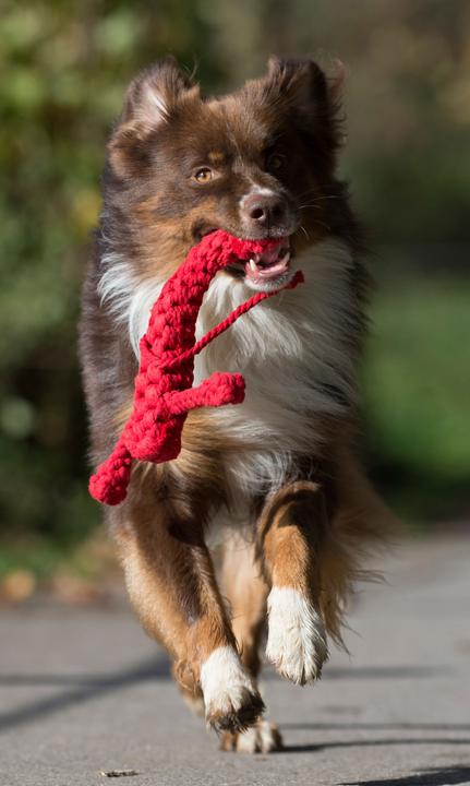 Image du produit Laboni Hugo Hummer (Apporter, Jouet à mâcher pour chien, Jouet à lancer chien)
