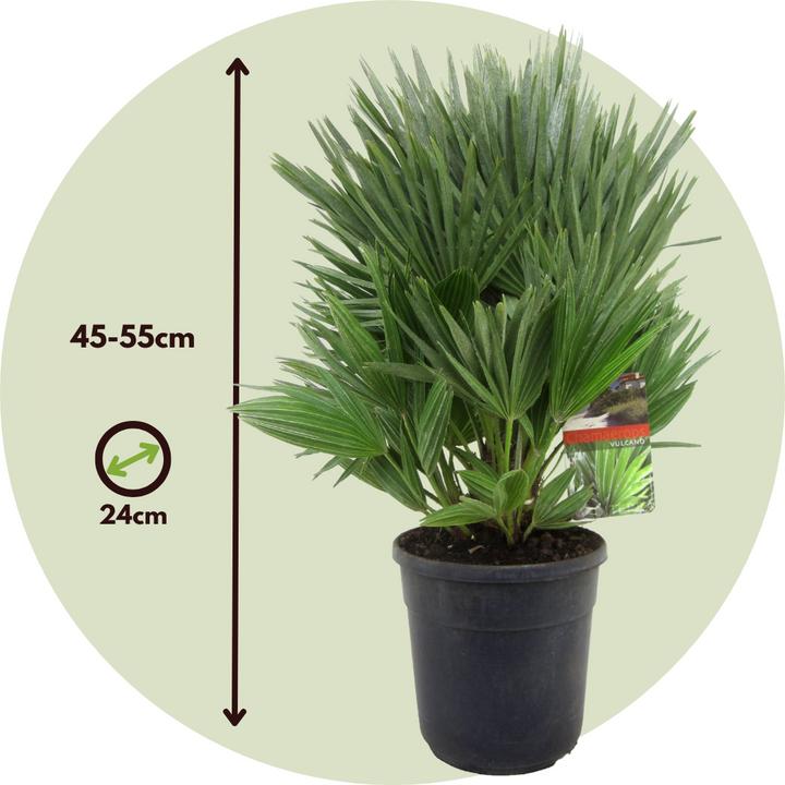Produktbild Plant in a Box Chamaerops 'Vulcano' - Vulkan Zwergpalme (45 cm)
