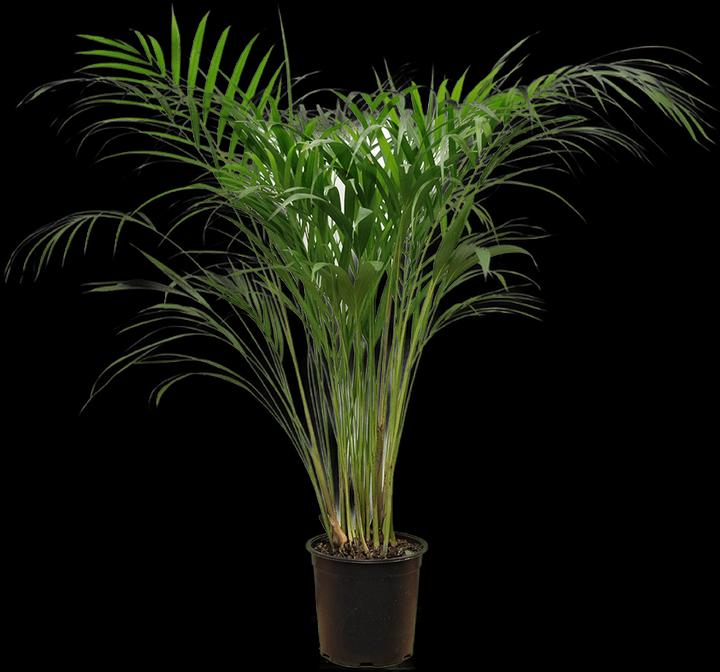 Produktbild VEG and the City Goldfruchtpalme - Dypsis lutescens (80 cm)