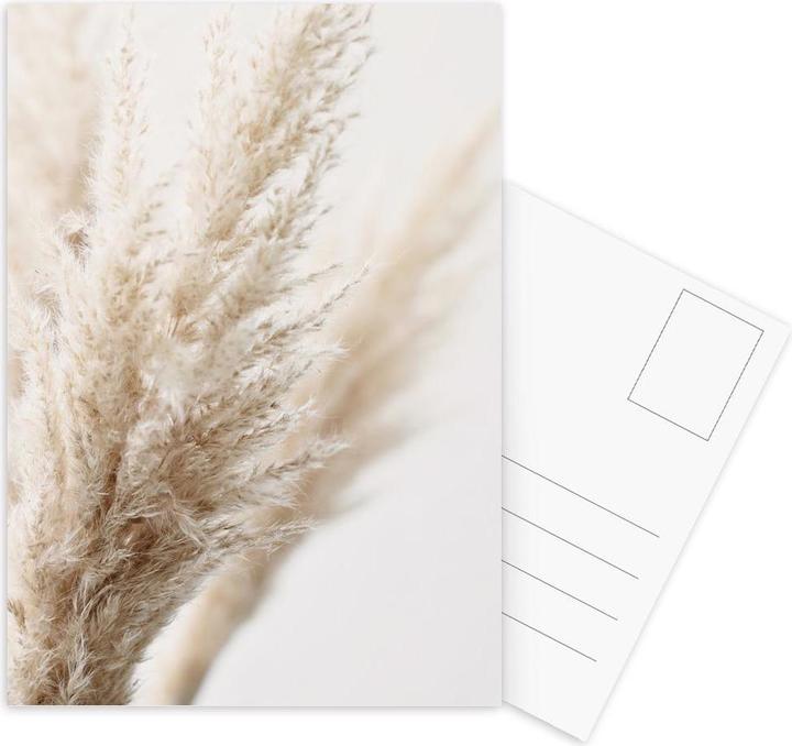 Produktbild Juniqe Pampas-Gras (5 Stk.)