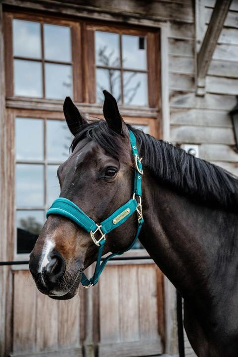 Actual product image Kentucky Horsewear Velvet halter