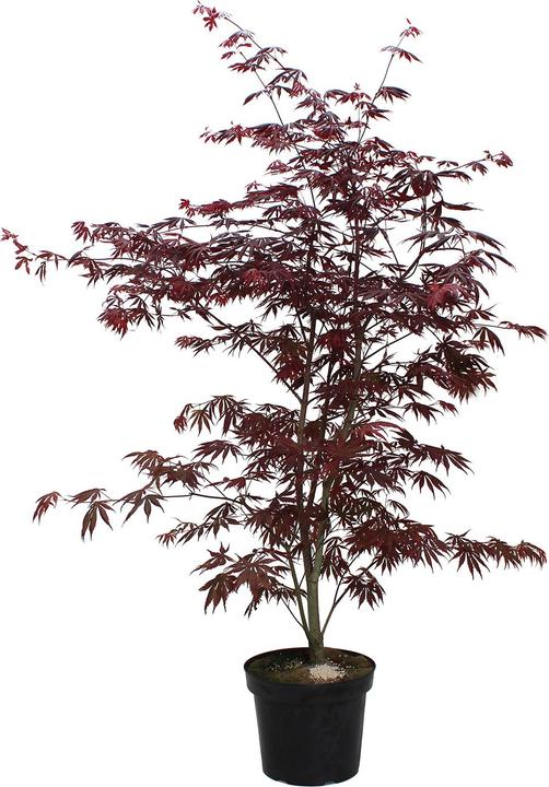 Actual product image Zulauf Japanischer Fächer-Ahorn / Acer palmatum 'Trompenburg' (80 cm)