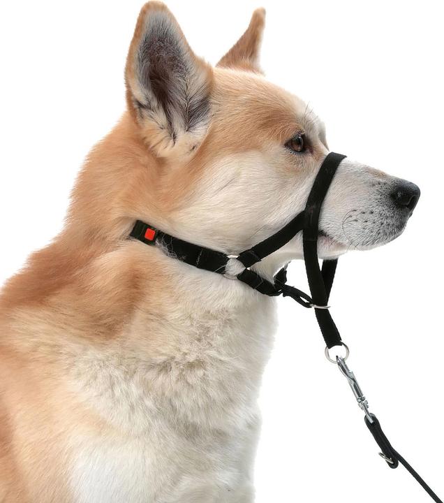 Karlie Assistenza educativa Mastercontrol (S, Cane, Passeggiare)