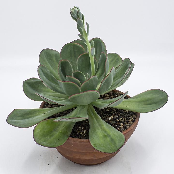 Produktbild Kakteen Gautschi Echeveria gigante verde (25 cm)