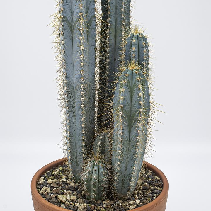 Image du produit Kakteen Gautschi Groupe Pilosocereus azureus (40 cm)