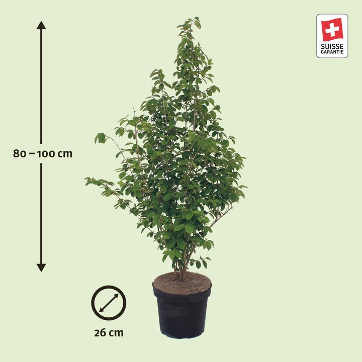 Produktbild Zulauf Rote Heckenkirsche / Lonicera xylosteum (100 cm)