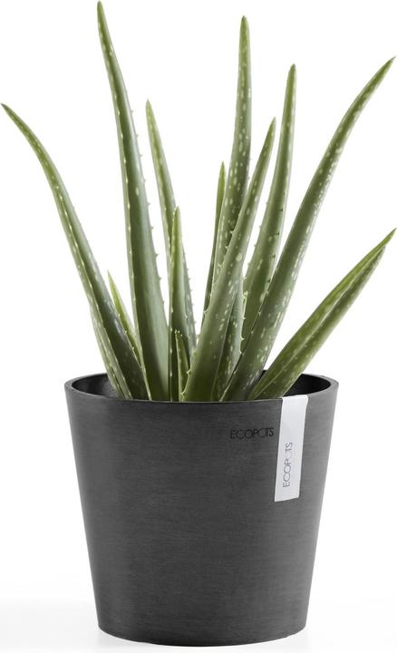 Image du produit Ecopots Amsterdam Mini (17 cm)