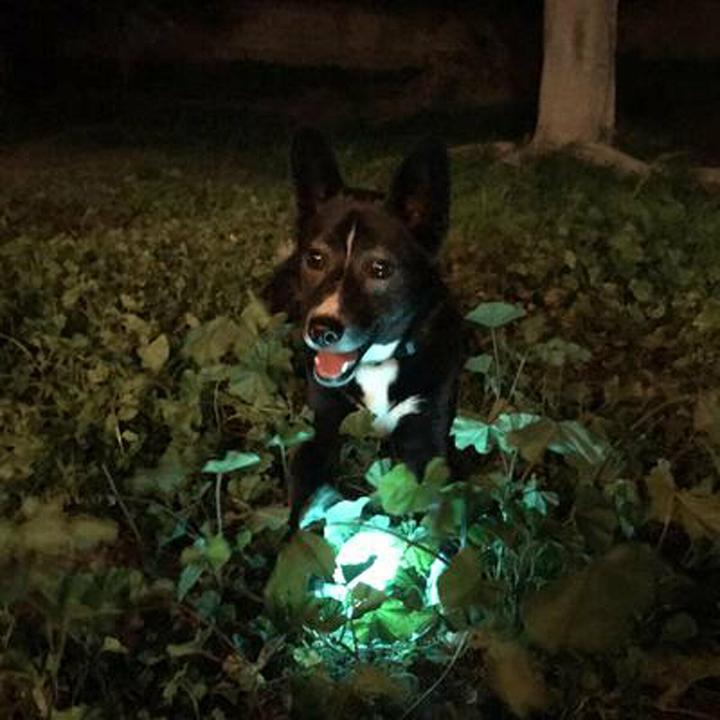 Produktbild Chuckit! Max Glow (Kauspielzeug Hund)
