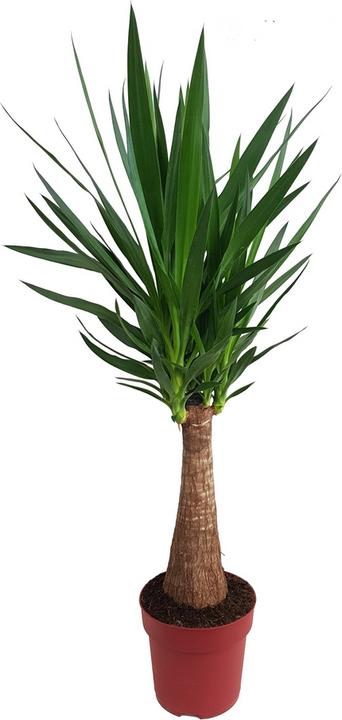 Produktbild Fresca-Plant Yucca Maya Tree 24cm