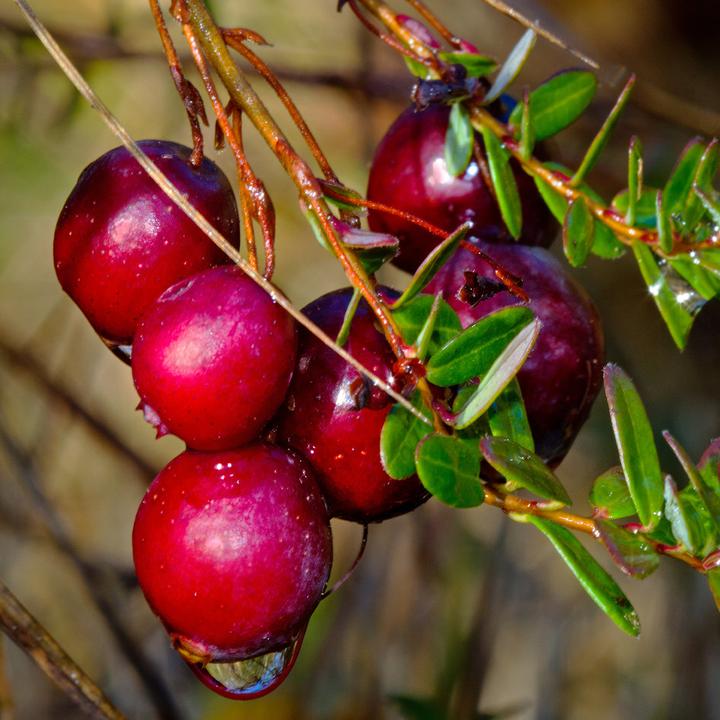 Actual product image Sekoya Cranberry | D-Mannose | Against urinary tract infections (75 Piece, Capsules)