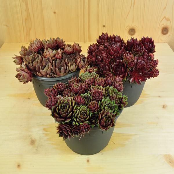 Säntispracht Coffret de 3, La robuste joubarbe - Sempervivum (10 cm)